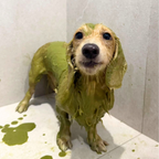 PawHerb Green Tea Mud